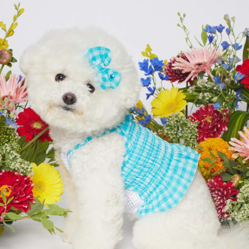 SALTYHEARTY Hello Crop Blouse New Check BLUE