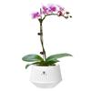 Moisturizing Meshpot Orchid Pot Thickening Root Control Flowerpot Growing Pots  Prevent Root Rot