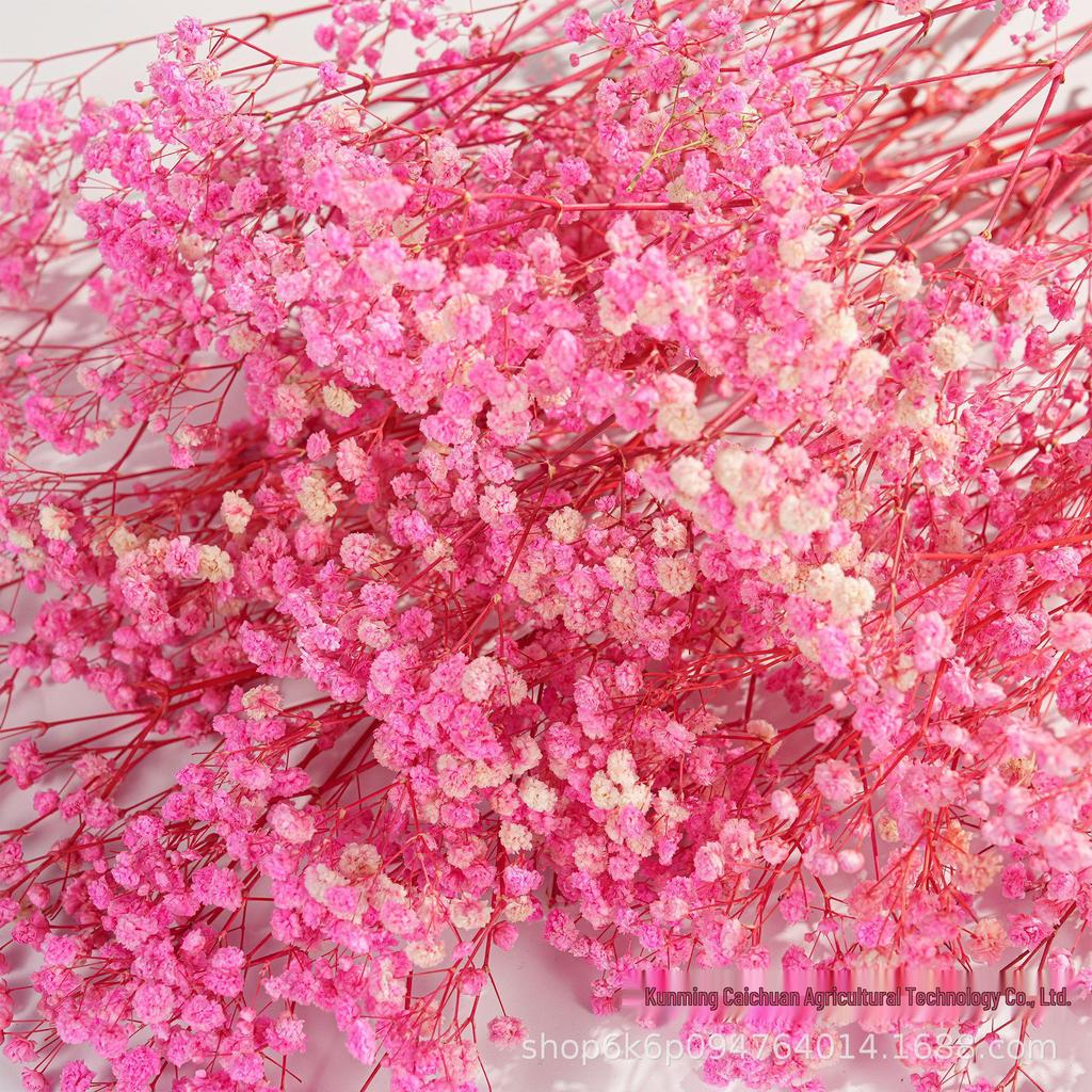 Gypsophila Preserved Flowers for DIY Arrangements & Wedding Decorations