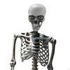 Halloween Skeleton Full Body Posable Joints Decor Durable Model Scary Skeletons