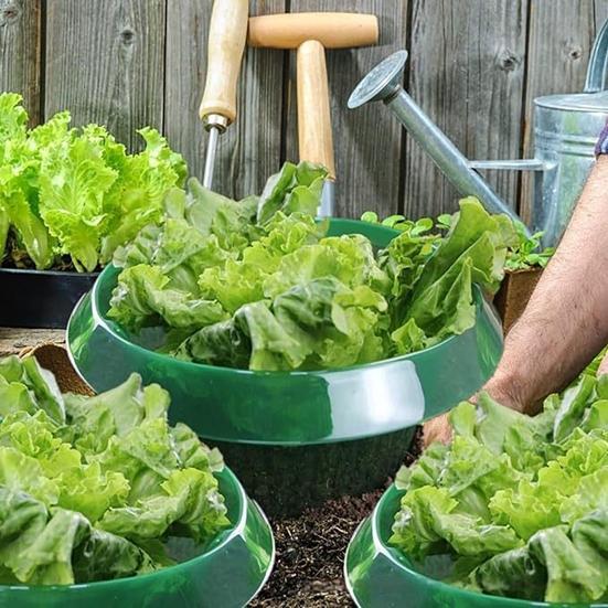 Slug Collars for Plants Vegetable Protector Plants Collar To Protect Vegetables from Slugs Garden Slug Snail Barrier Collar