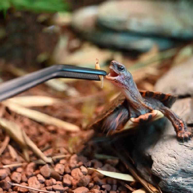 Langer Griff 27cm Aquarienpinzette 2 Stück Werkzeug für professionelle Aquarianer für detaillierte Pflanzenanordnung und Fütterungsaufgaben