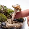 4PCS Realistic Pottery Sculpture Mini Garden Landscape Statue Fairy Mushroom  Flower Pot Decoration