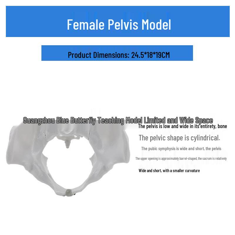 Large Female Pelvis Model for Obstetrics and Gynecology Teaching