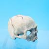 Resin Skull Figurine Reptile Hides and Caves Fishtank Terrarium Accessories for Leopard Gecko Bearded Dragon Ball Python