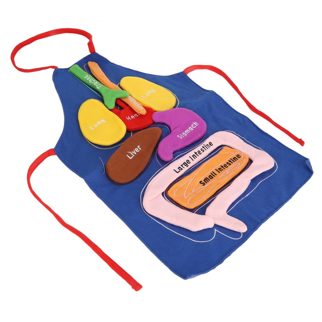 3D Zástěra s orgány Lidské orgány Anatomie Kostým Zástěra Odnímatelná Povědomí o lidském těle Vzdělávací nástroj