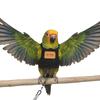 Small Bird Costume Flight Suit With Leash Fashion Training Harness Vest For Parrots Exhibition And Walking Essential