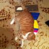 Cat Kitten Scratchpad Toy Play Corrugated Safe Cardboard Scratcher Catnip Bed