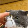 Kedi – Kediler için giyim
