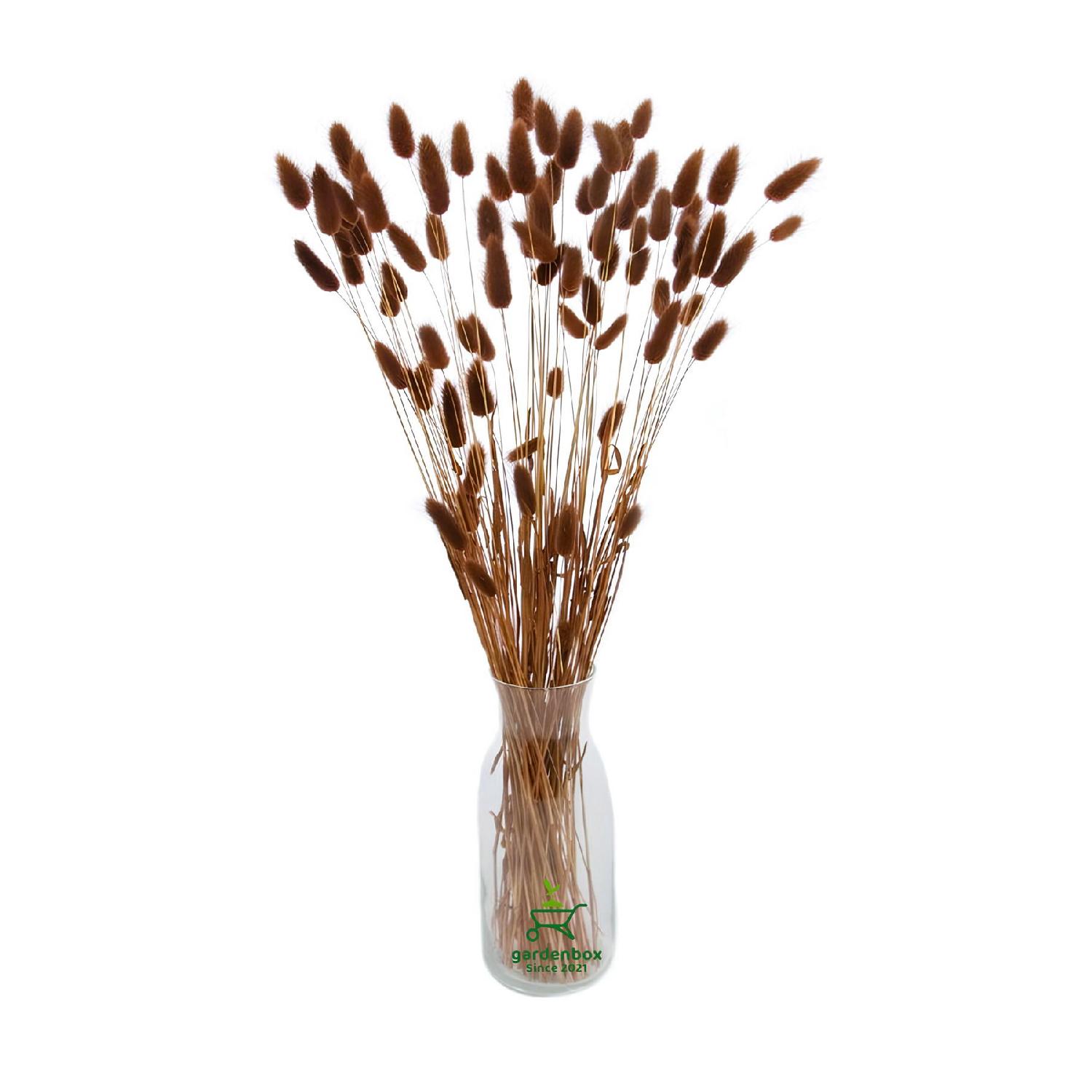 

Dried Brown Cotton Grass Bunch Vase Lagurus 50-60 Branches (30-40cm) чистый