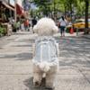 Thin Fabric Pet Mesh Vest Bow Design Pet Princess Dress Dog Two Leg Hoodie  Outdoor Walking