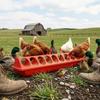 Livestock Feeder Trough Perforated Chicken with Basin Long-Lasting