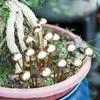 Charming Metallic Mushroom Statue - Perfect for Bonsai, Potted Plants, and Outdoor Garden Decorations | Ideal Thanksgiving Gift