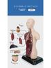 3D Detachable Human Organ Model for Kids - DIY Medical Simulation Toy