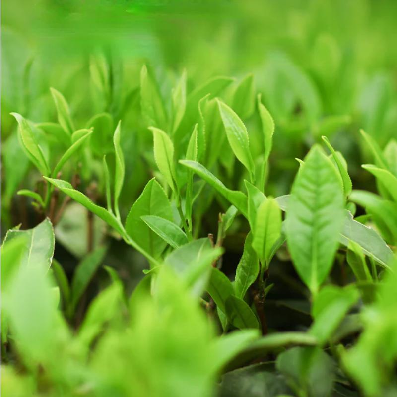 360g Anhua Dark Tea Brick Hunan Golden Flower Handmade Fucha Organic Black Tea