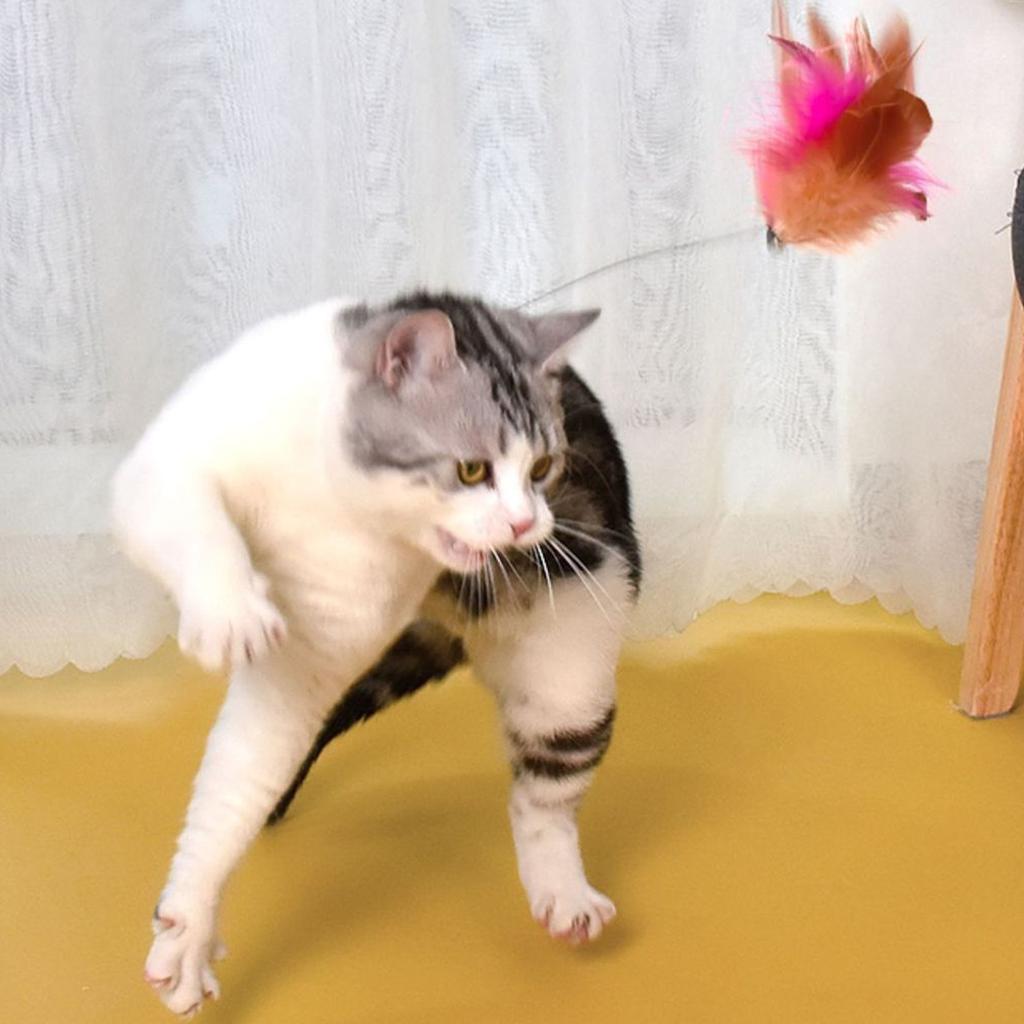 Silicone Collar Cat Teaser, Pet Collar Cat Teaser, Spring Bell Feather Cat Teaser, Cat Toy