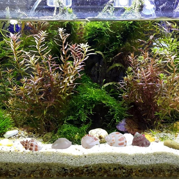 Floating Seashells Display Box Large-capacity Seashells Decorative Storage Box for Home and Beach Decoration