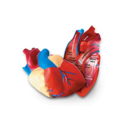 Learning Resources Science Teaching Materials Cross Section Model Heart LER1902 Genuine Product