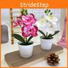 Botanical Flower Phalaenopsis Props For Bridal Events And Decor Party