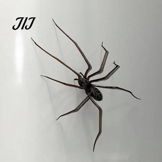 Iron Surface Decorative Gadgets Realistic 3D Spider Refrigerator Magnet, Insect Magnet for Kitchen Fridge Office Whiteboard Magnets Whiteboard,
