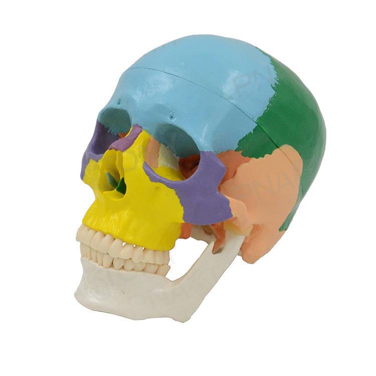 Detachable 1:1 Colored Human Skull Model for Dentistry and Art