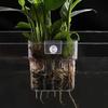 1 stk Hydroponisk Plantekopp Husholdnings Vannplante Plantekopp Veggmontert Høy Gjennomsiktig Akvarium Landskapsdekorasjon