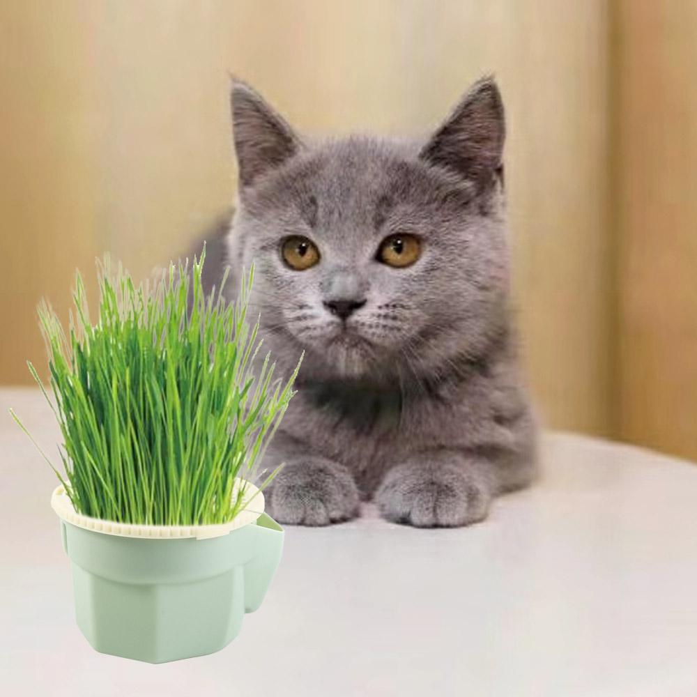 Hydroponic Cat Grass Box Planter Reusable Hierarchical Design Soilless Planting Box Detachable Easy To Grow