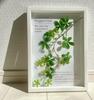 Wall-mounted, Handmade In Japan, Botanical Frame Featuring Sugar Vine. Art Frame, Interior Decor, Wall Hanging, Framed, Painting, Landscape, Poster, a