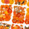 Halloween Theme Pressed Flower Kit for Resin Art Natural Real Pressed Orange Flower Leaves for DIY Epoxy Jewelry Bookmark