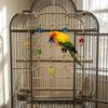 Hanging Parrot Climbing Net Colorful Star Bird Stand Net Creative Bird Hammock  Indoor
