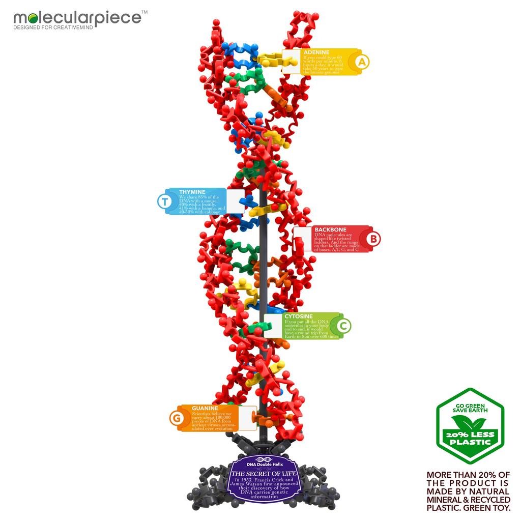 Molekularer Frieden (DNA)