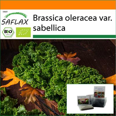 Garten in der Tüte - Bio - Grünkohl - Westland Winter - 70 Samen - Mit Substrat in einem passenden Standbeutel - Brassica oleracea