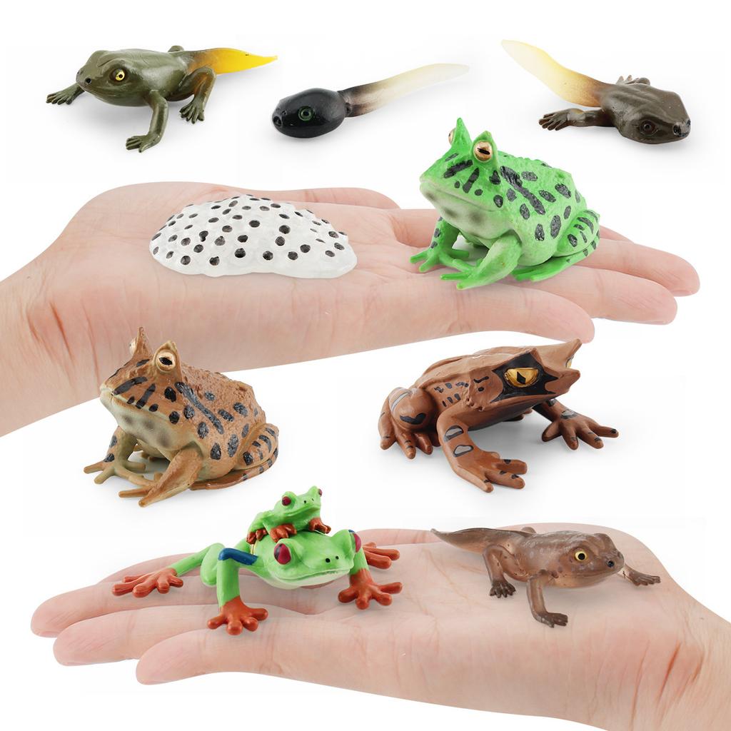 Simulation Of Red-Eyed Frog Horned Frog Triangular Dead-Leaf Frog Growth Cycle Static Model Frog Growth Process Ornament