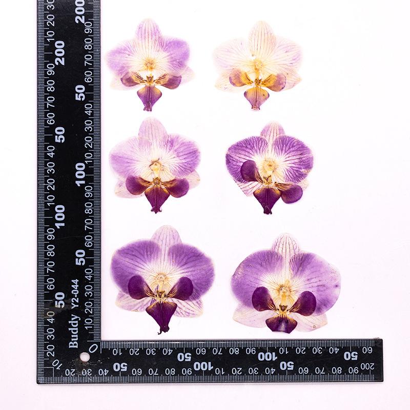2PCS Phalaenopsis Pressed Dried Flowers For DIY Resin Fillings Natural Dried Orchid Flower Leaves for Craft Making Decoration
