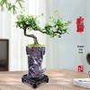 Trailing Fujian Tea Bonsai with Old Trunk – Zen Style Indoor Green Plant for Office & Living Room