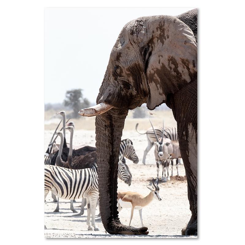 Imprimeu pe pânză, Animale Africa elefant zebre struți antilope