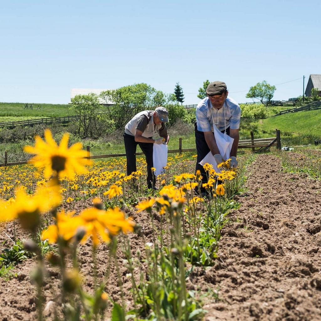Weleda Arnica Massage Oil (100 Ml)