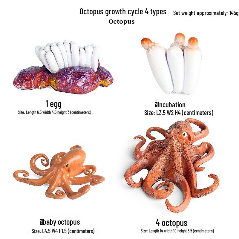 Montessori Cognitive Models: Sea Turtle, Hen, Frog, Snail, Butterfly, Bee Growth Cycle Toys