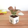 Good Luck Air Purifier Pink Syngonum Plant In White Square Aroez Ceramic Pot | Indoor Plant for Living Room | Home & Office Decor