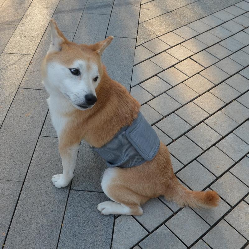 Male Dog Physiological Pants Solid Color Pet Politeness with Belt Anti Harassment Pants Dog Diaper