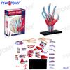 4D Human Anatomy Model: Brain, Heart, Eye, Ear, Pelvis, Knee, Muscle