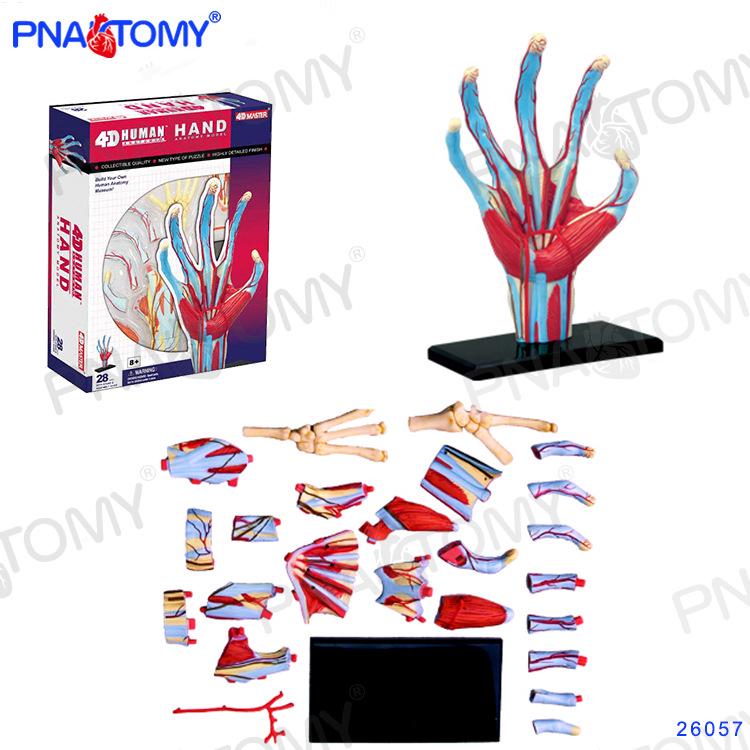 4D Human Anatomy Model: Brain, Heart, Eye, Ear, Pelvis, Knee, Muscle