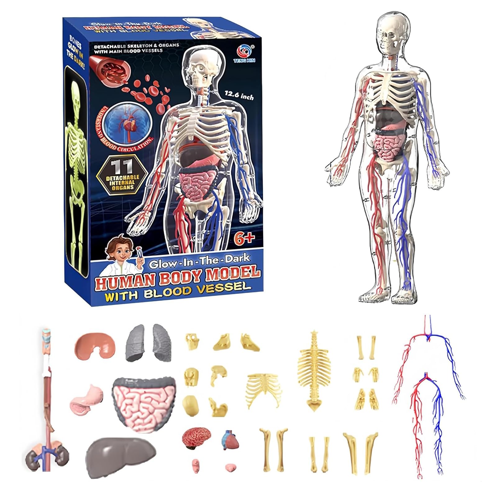 HYEANHLPYE Human Anatomy Model Toy, Transparent Full Body Human Blood Vessel Model Toy, Mannequin, Removable Organs and Skeleton Model, Disassembly Pu