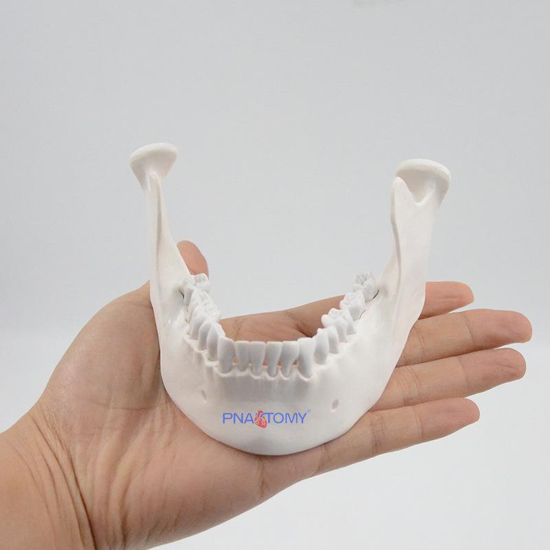 Anatomical Mandible Model for Dental Teaching PNT-0191