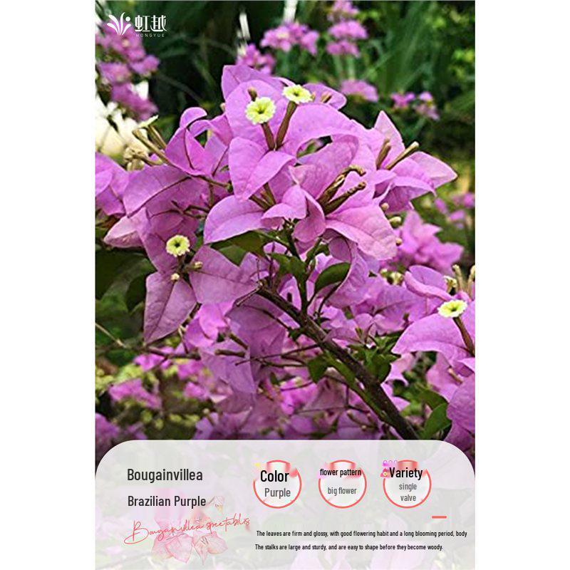 Large Bougainvillea Climbing Plant with Flowers - Indoor/Outdoor Greenery for Balcony and Courtyard