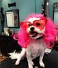 Cute Pet Supplies Dog and Cat Head Cover Cosplay Props Long Curly Hairpiece Funny Pet Wig Hat Cap