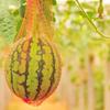 With Straps Hanging Watermelon Mesh Bag Reusable Garden Netting  For Garden Planting