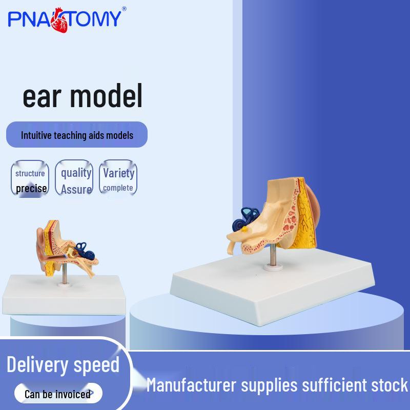 Ear Model PNT-06701: Realistic 1-Part Human Ear Anatomy Model 16*13*10 cm