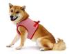 ASHU Dog Wear Harness and Lead, Border Red, Tezukayama Houndcam (LL, XL), for Medium Dogs (Wear Harness (LL: Chest Circumference 52-60cm))