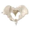 Female Pelvis Skeleton Model Midwifery Teaching Model Women Movable Pelvis Anatomy Model for Medicals Students Study
